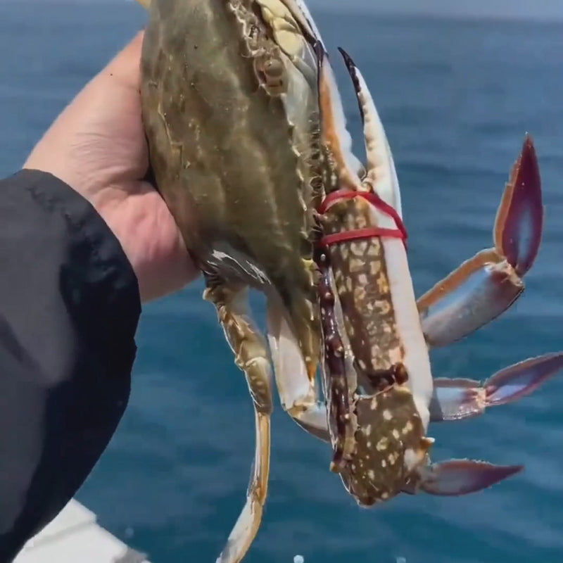 Superior Jumbo Swimming Crab: Bursting with Rich, Creamy Roe and Tomalley
